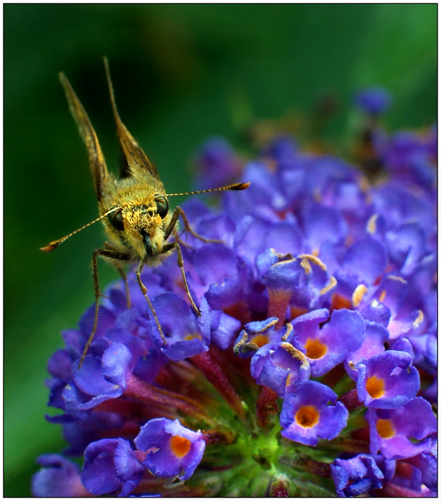 Good Morning, Skipper!