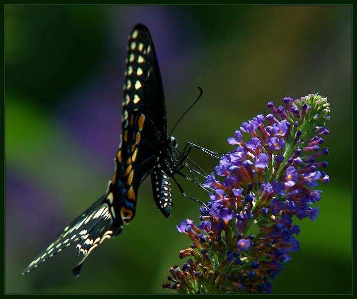 Black Swallowtail