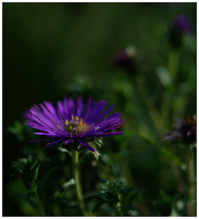 Asters