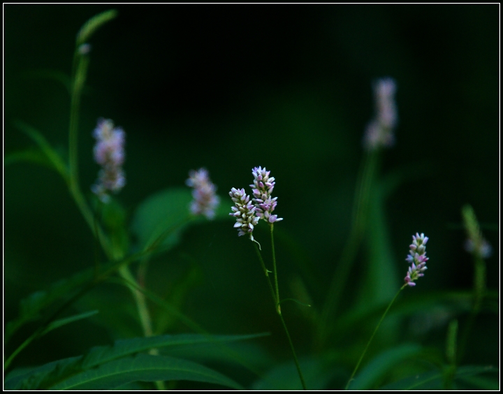 Knotweed