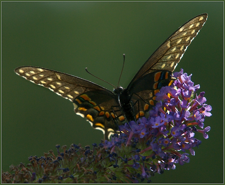 Spicebush Swallowtail