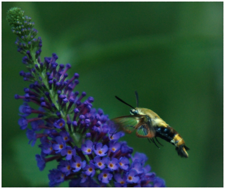 Snowberry Clearwing Moth