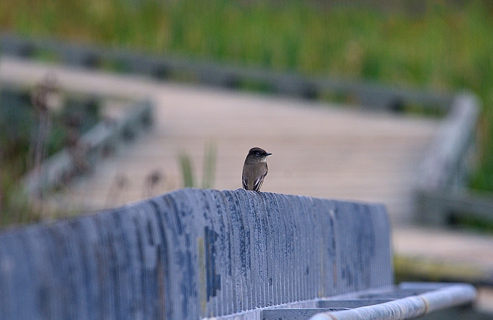 The Flycatcher