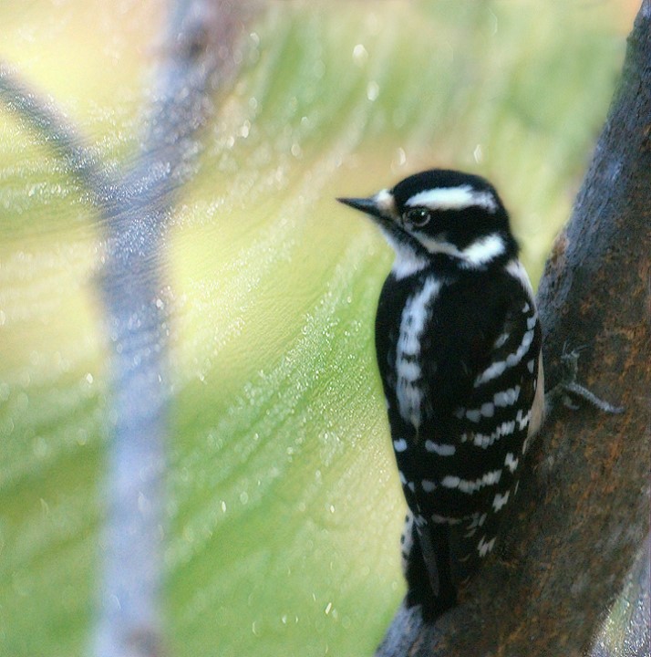 Frosted Woodpecker