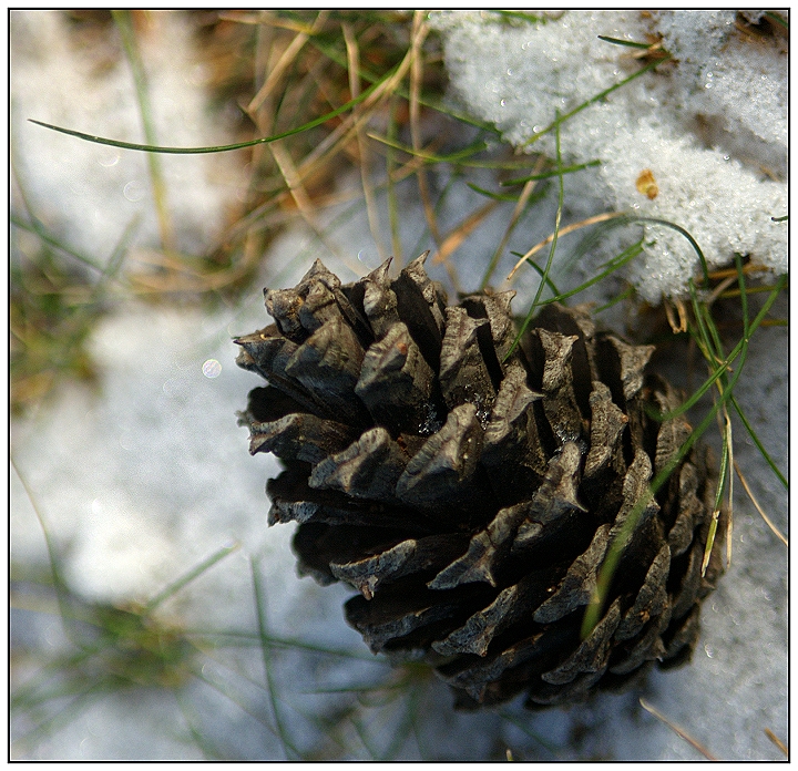 Pinecone in the Snow