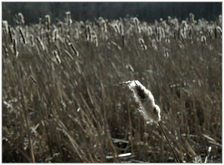 Wetlands Winter