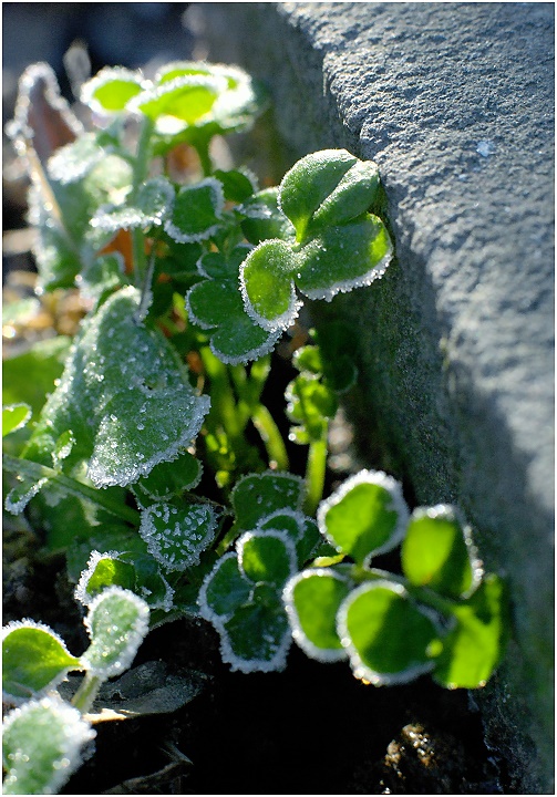 Kissed by Sun and Frost