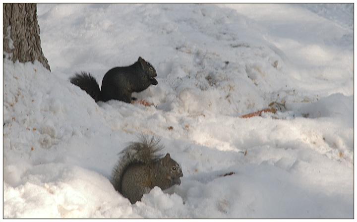 Communal Meal