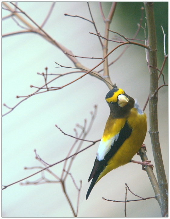 Evening Grosbeak