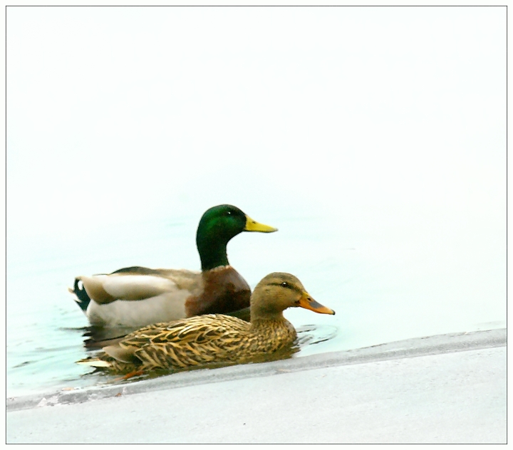 Mr. and Mrs. Mallard in Winter