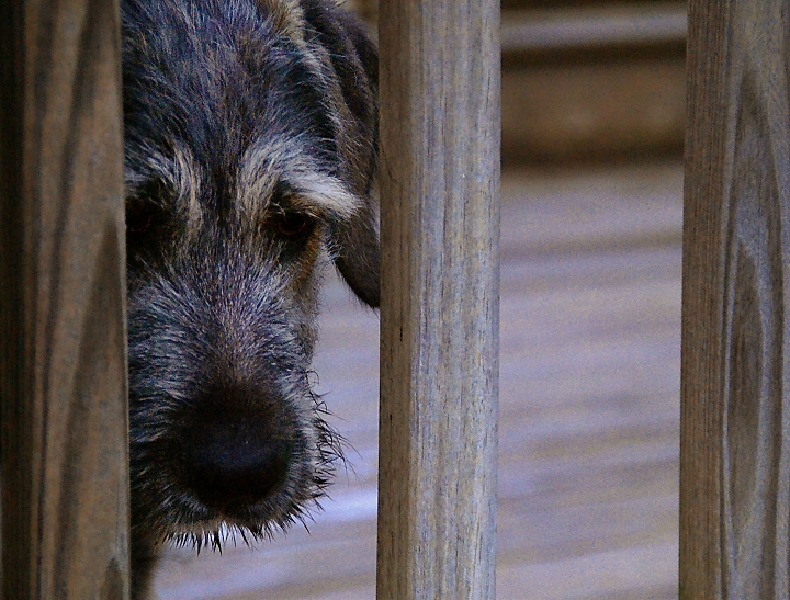 Through the Railing