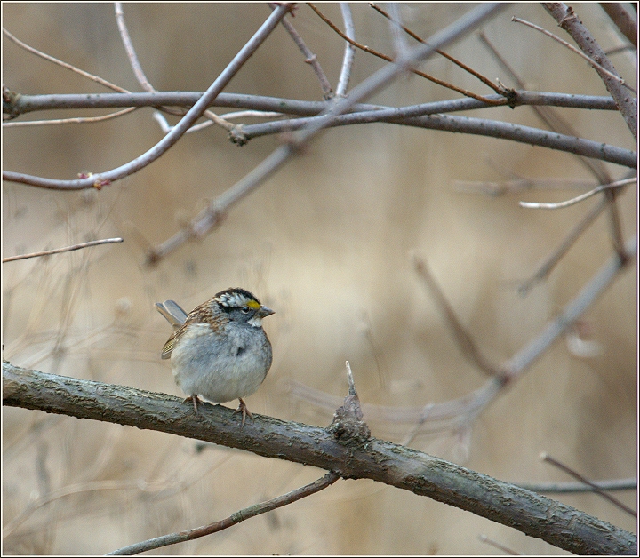 White Throated Sparrow