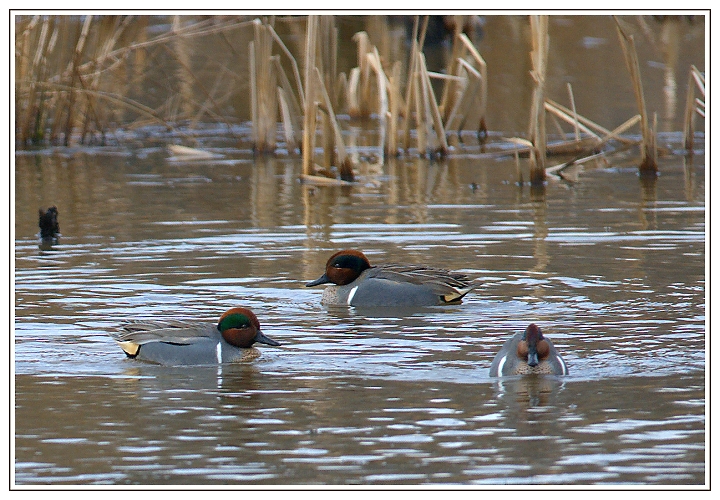 Green-winged Teals 2009-02 #61