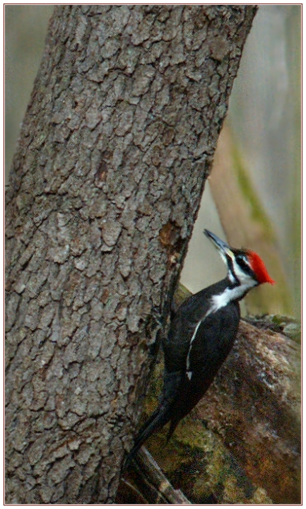 Pileated Woodpecker