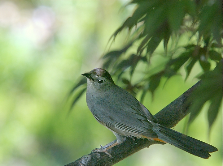 Catbird