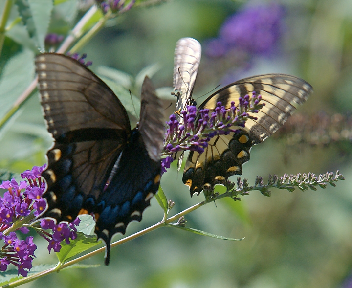 Flutterbys