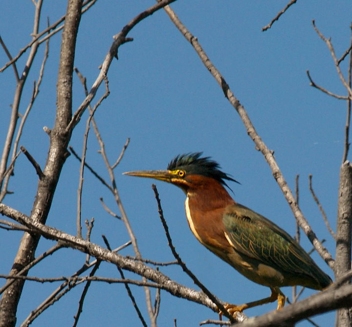 Green Heron Perched