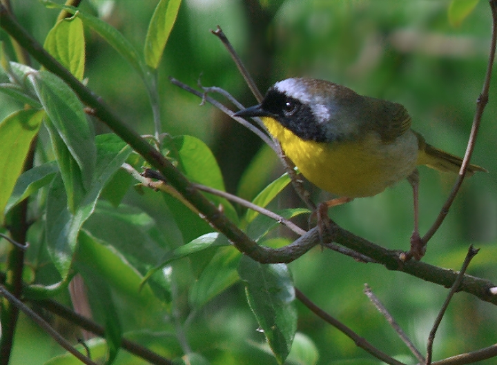 Common Yellowthroat (male)