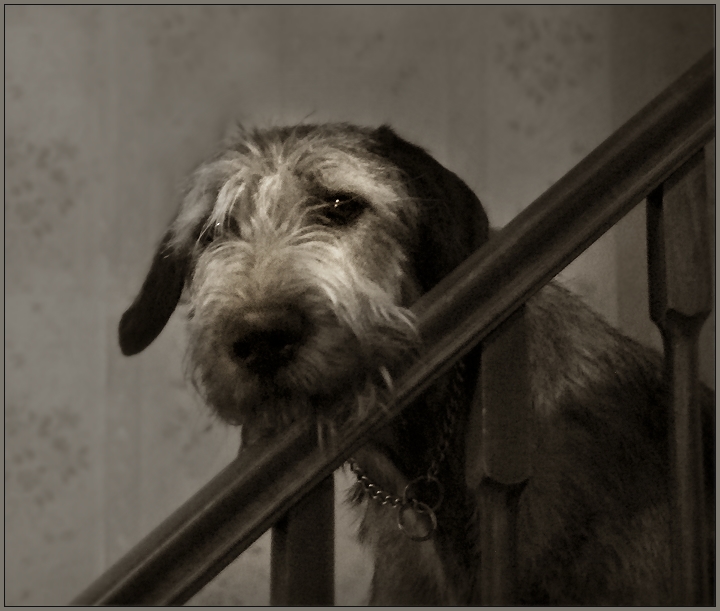 Get Me My Breakfast Or I'll Eat This Railing ... You Know I Will!