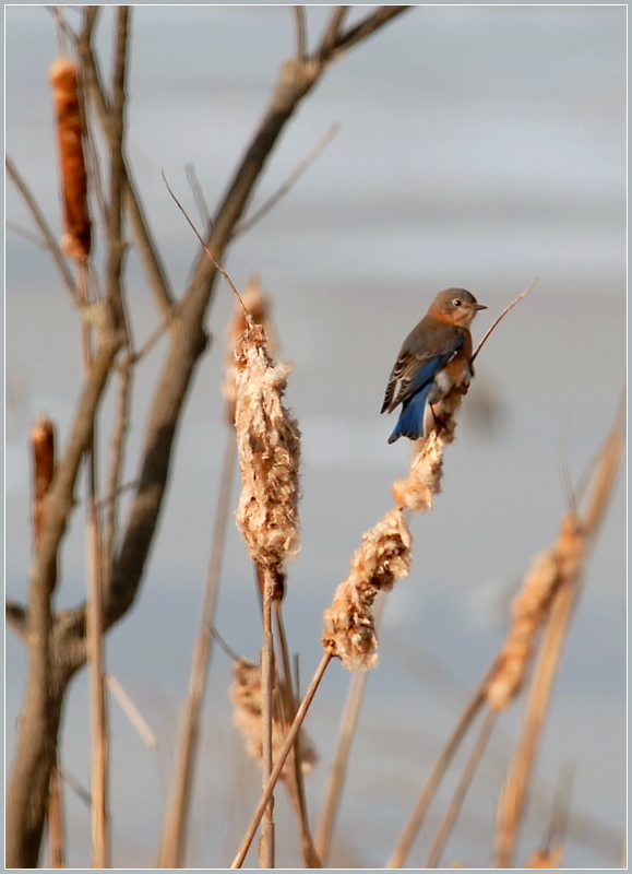 Lady Bluebird