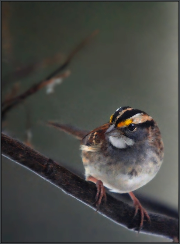 White-Throated Sparrow