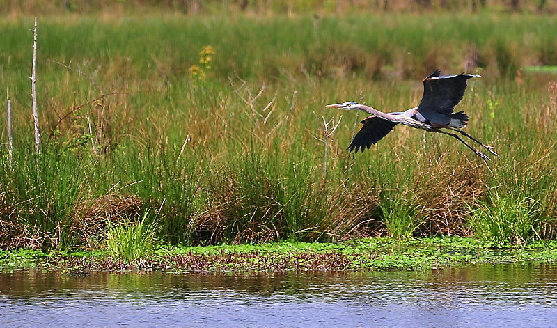 Great Blue Heron April 2010