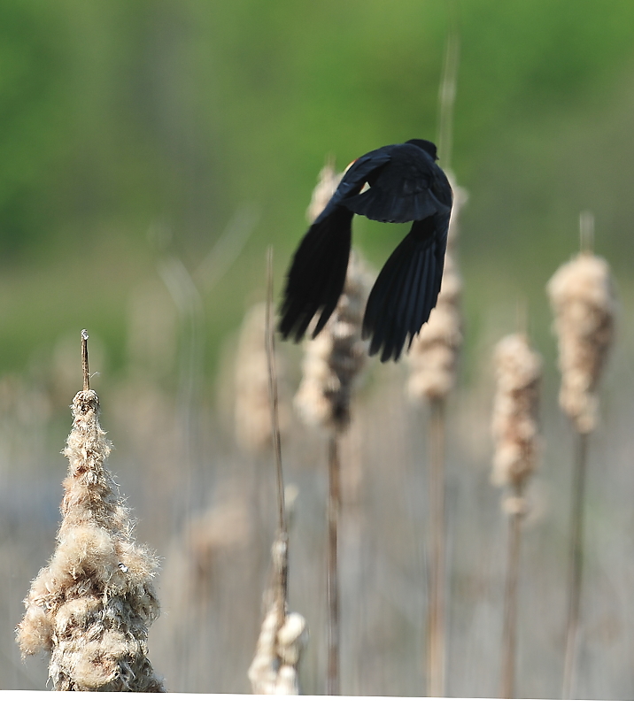 Blackbird, Exiting the Scene