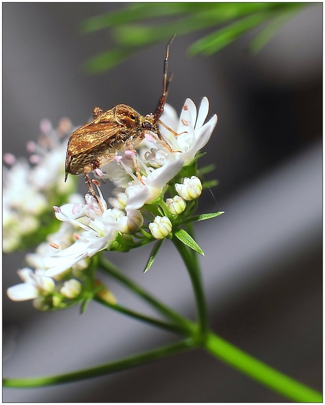 It's a Whatsit Bug
