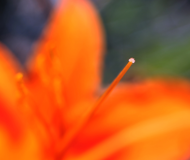 Abstract Lily
