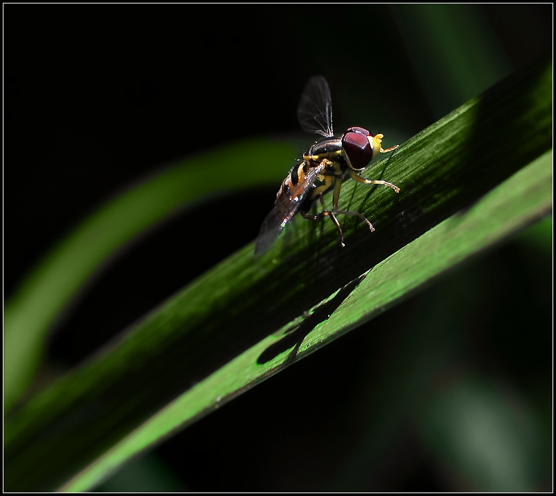 Hoverfly