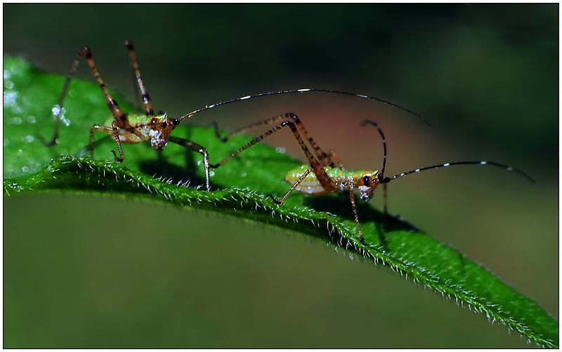 Nymphs x 2