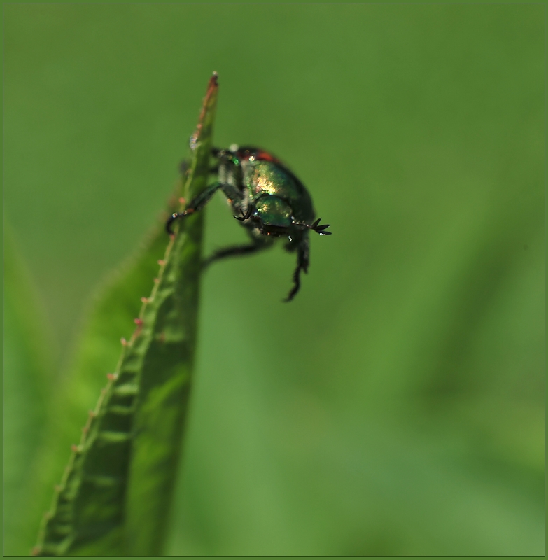 I'm Coming to Get You, My Pretty!