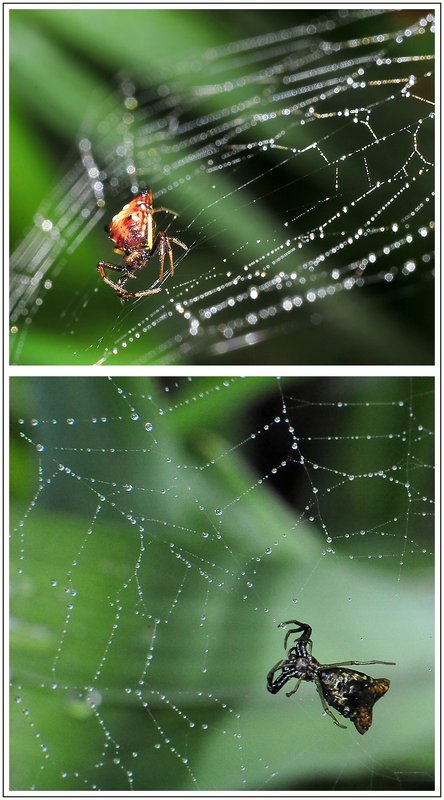 Spider From Above and Below