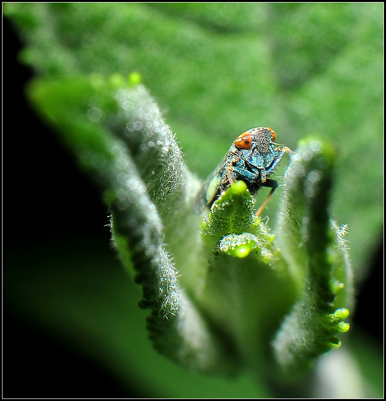 Another Leafhopper