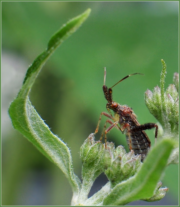 Plant Bug