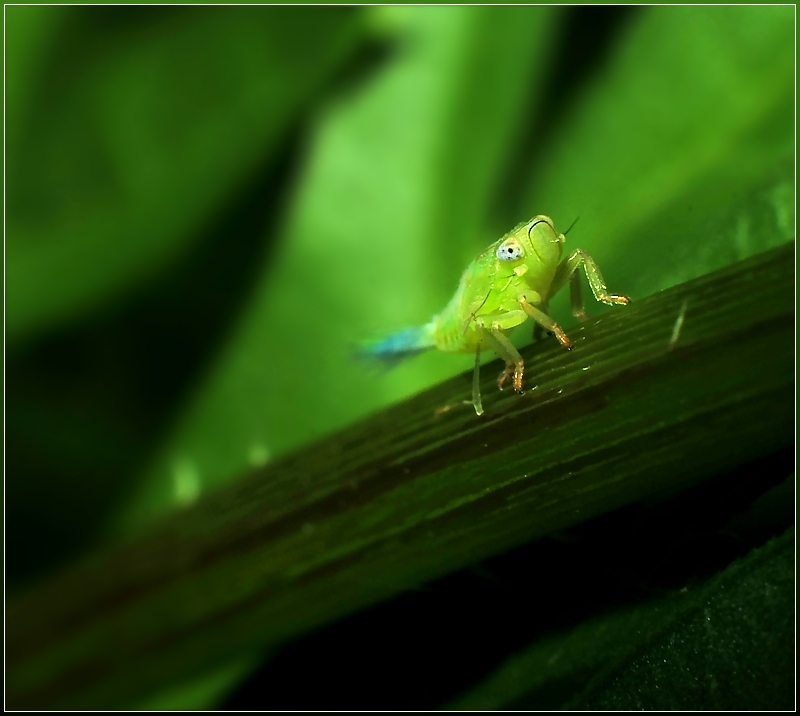 Rocket Bug