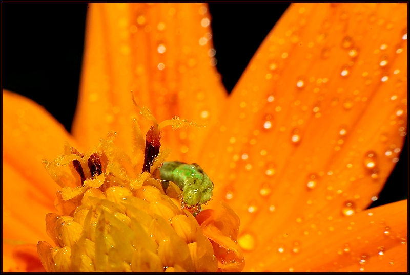 Caterpillar on Cosmos
