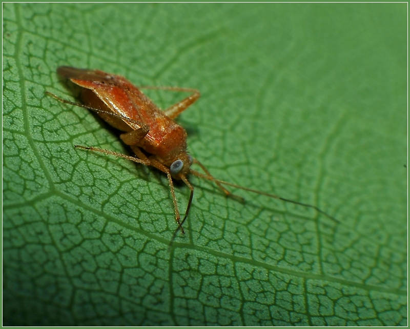 Underneath the Leaf