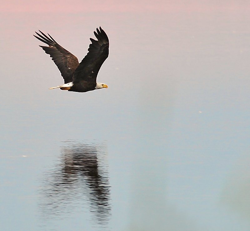 Evening Flight