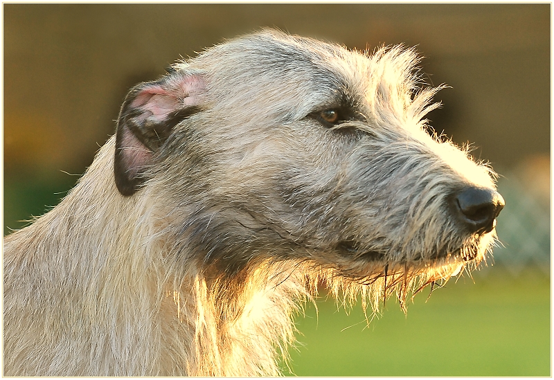 A Golden Head