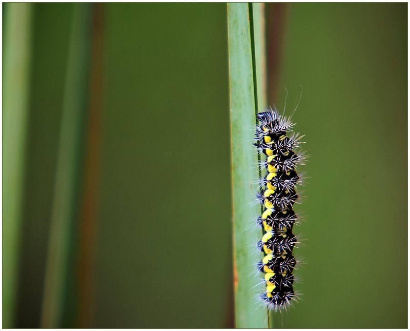 Clymene Moth Caterpillar