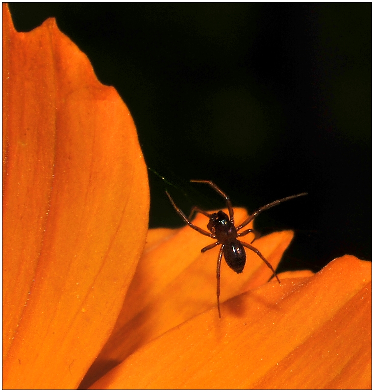 Floating Spider