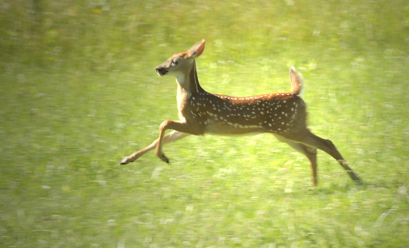 fawn_0014sm