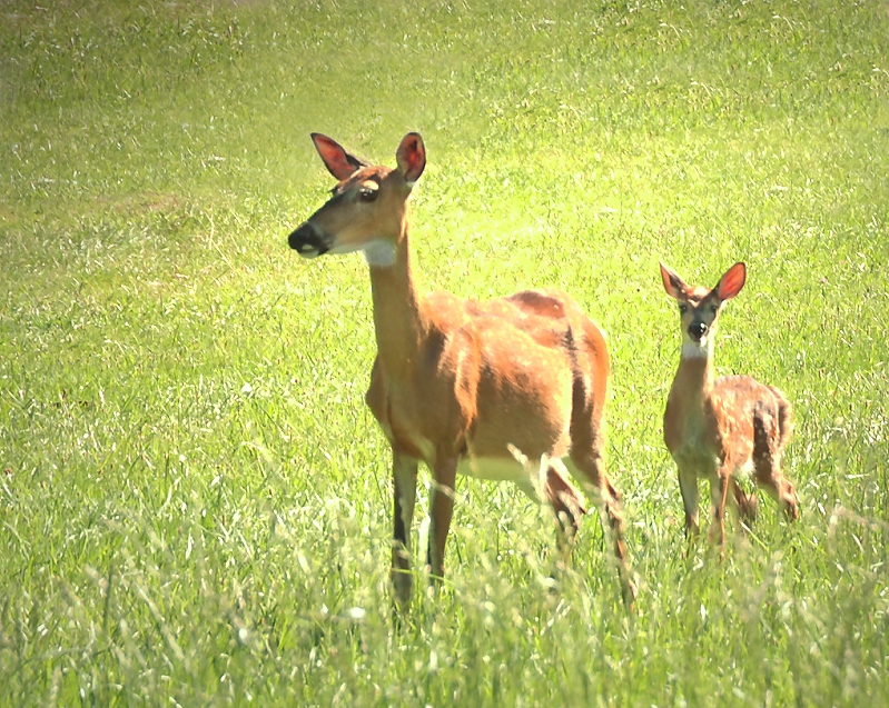 deer_0018sm