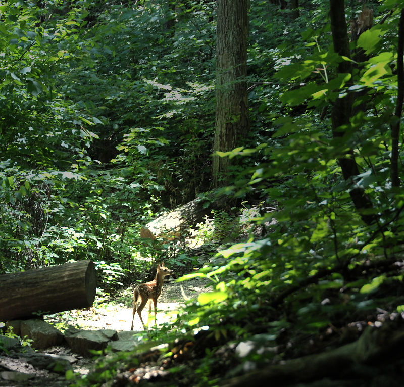 fawn_0136sm