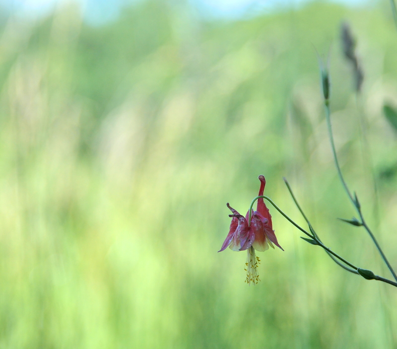 columbine_0191sm