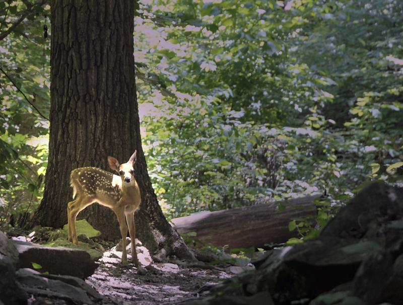 fawn_0133sm