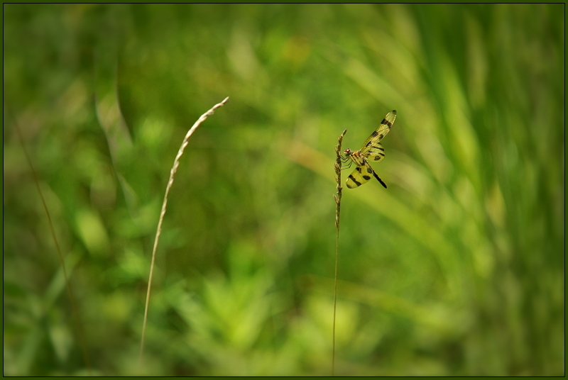 Pennant in a Field