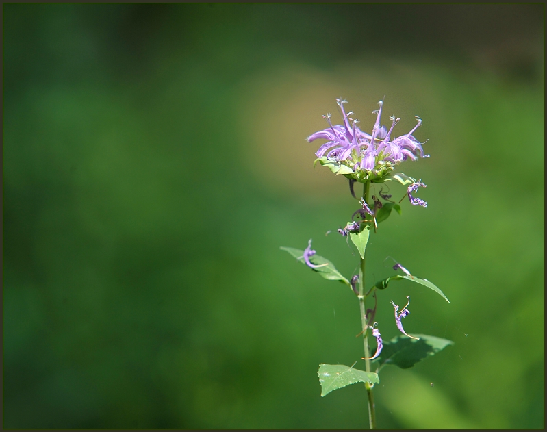 Bee Balm