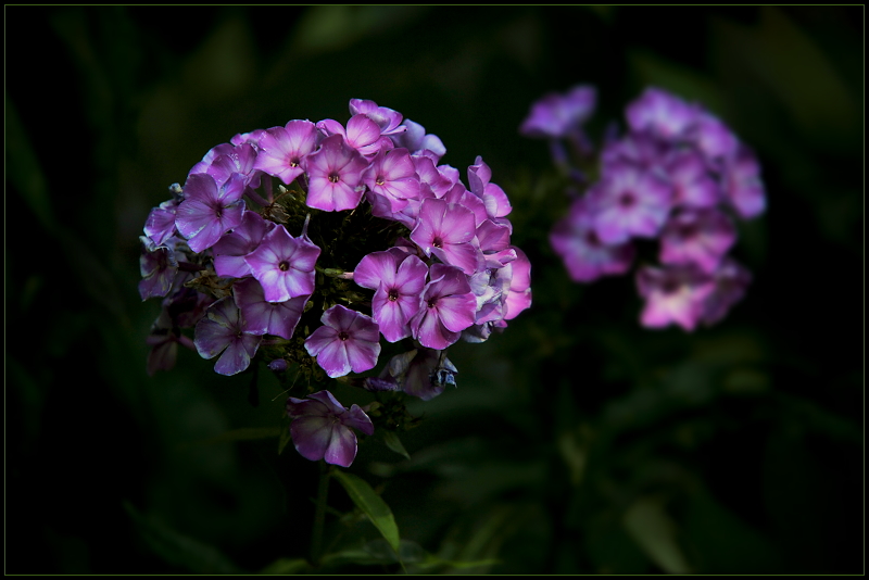 Phlox